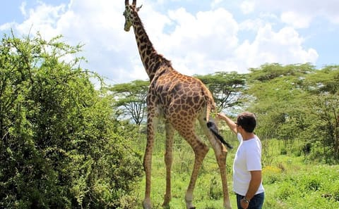 Day Tour of Lake Nakuru Park with Optional Boat Ride