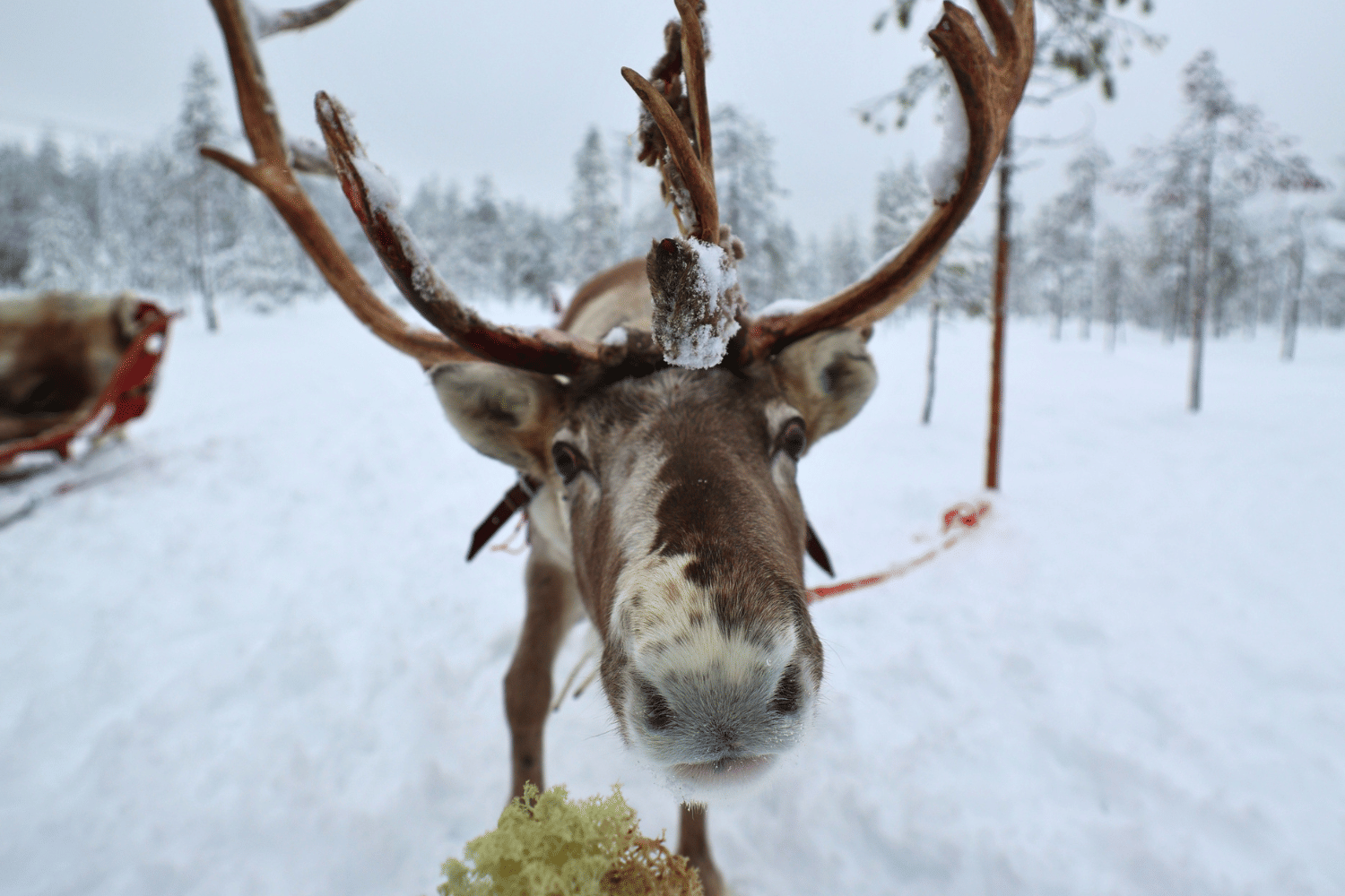 Short Reindeer Ride and Introduction
