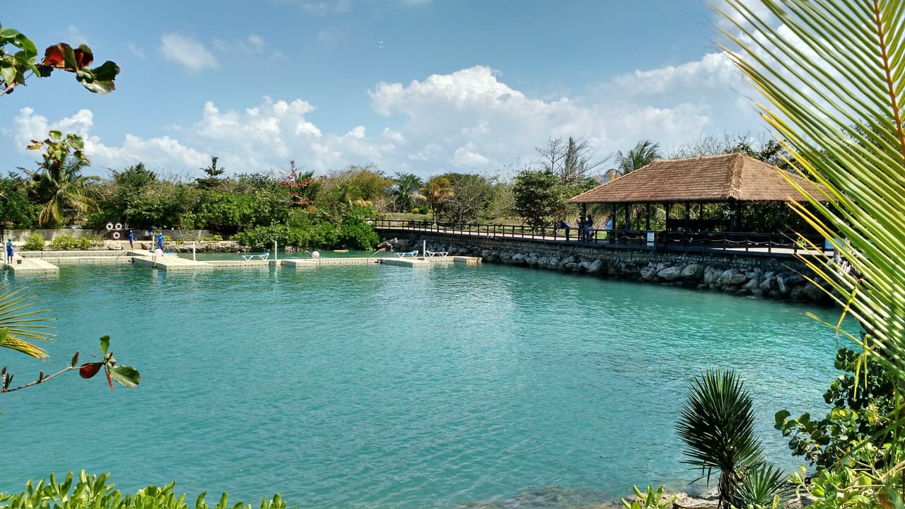 Dolphin Swim Adventure at Montego Bay  8