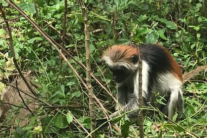 Zanzibar Mnemba Island Dolphins, Jozani Forest and Sea Turtles