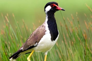 Bird Watching Day Tour in Muthurajawela from Negombo