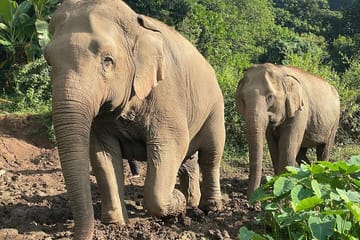 Ethical Elephant Observation by Samui Elephant Sanctuary