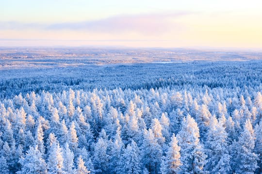 Wilderness Survival Tour from Rovaniemi - Winter