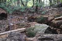 Kyoto Arashiyama Bamboo Forest Hiking Tour（Hidden Temples） 6