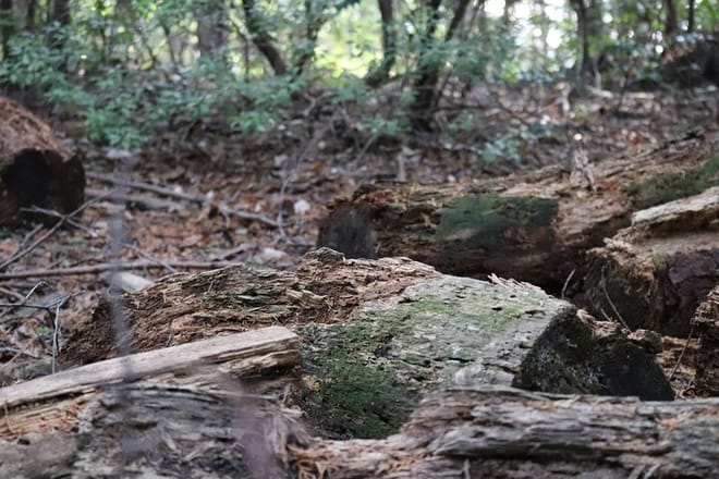 Kyoto Arashiyama Bamboo Forest Hiking Tour（Hidden Temples） 6