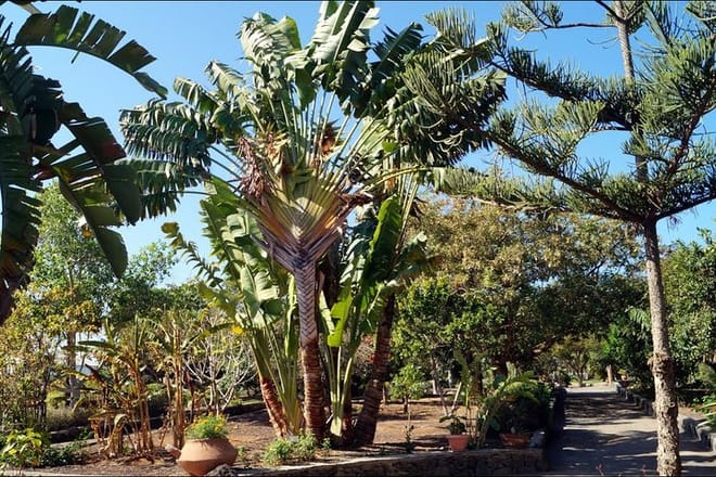 Maspalomas Botanical Park