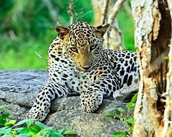 Adventure Safari & Bird Watching Tour in Sri Lanka’s National Parks