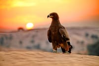liwa desert camp