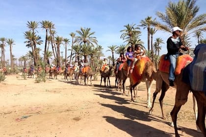 Palmeraie Camel Trek: A Traditional Ride in Marrakech