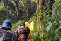 1-Day Mount Kilimanjaro Experience: Marangu Gate to Mandara Hut Day Hike 8