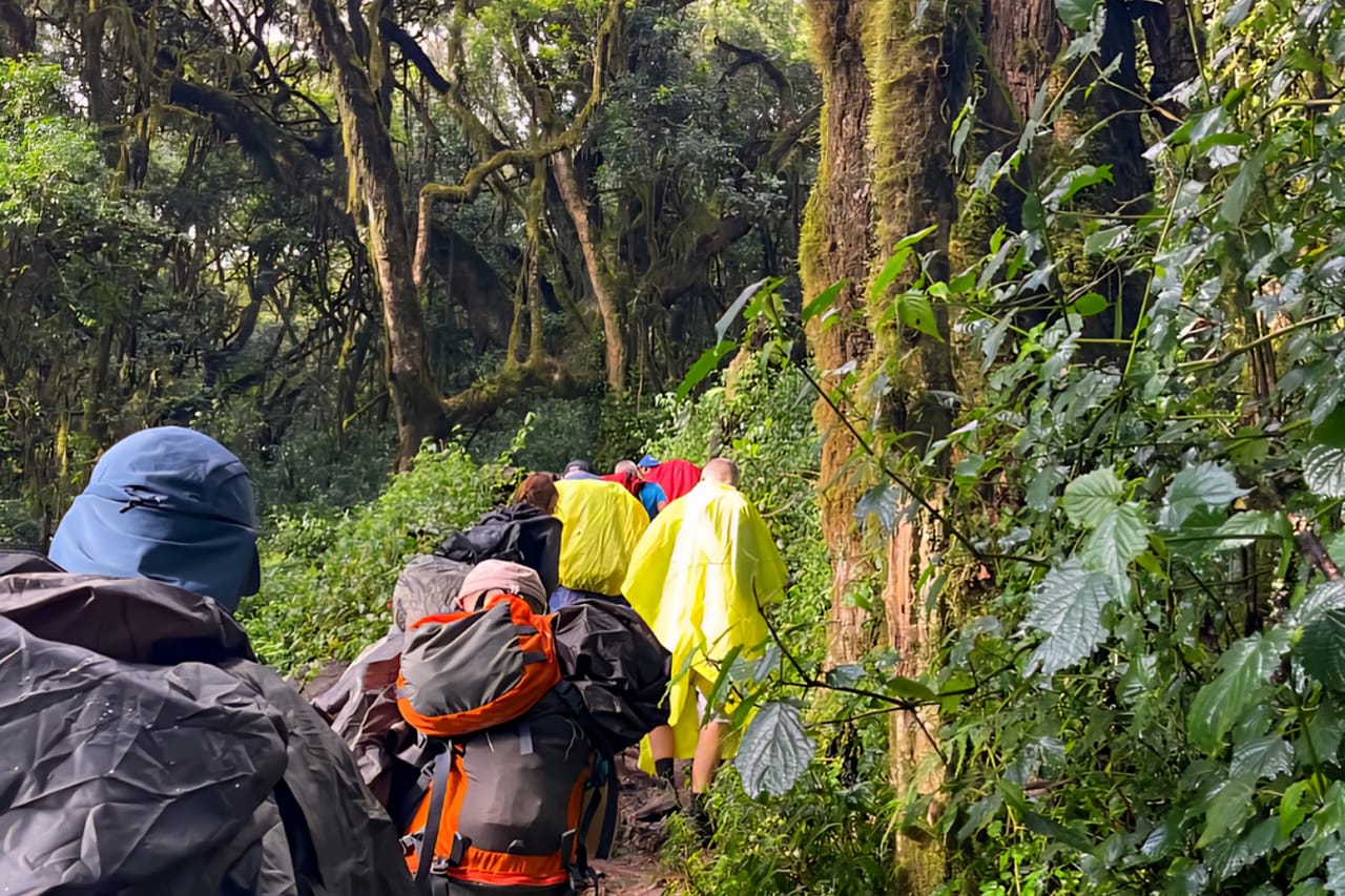 1-Day Mount Kilimanjaro Experience: Marangu Gate to Mandara Hut Day Hike 8