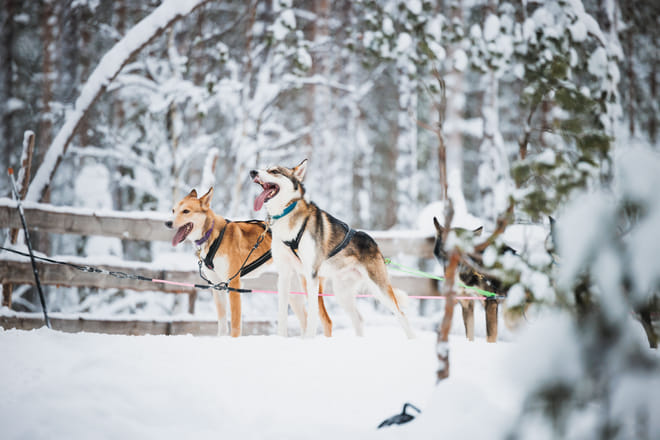 Husky and Reindeer Experience photo 6