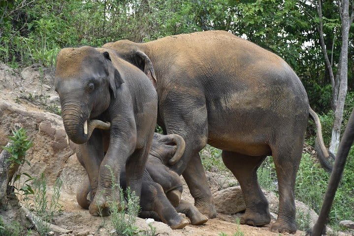 Care Pride Elephants: Full-Day Tour Experience