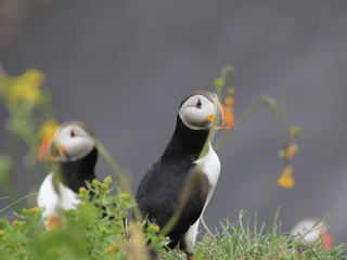 Reykjavík Whales & Puffins, photo 6