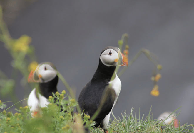 Reykjavík Whales & Puffins photo 5