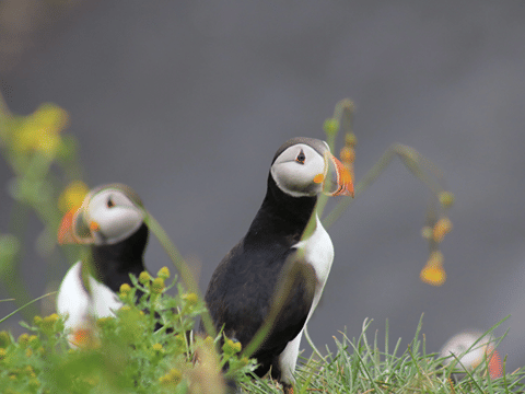 Reykjavík Whales & Puffins, photo 6