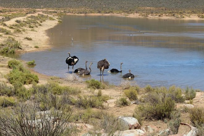 Ostriches cooling off