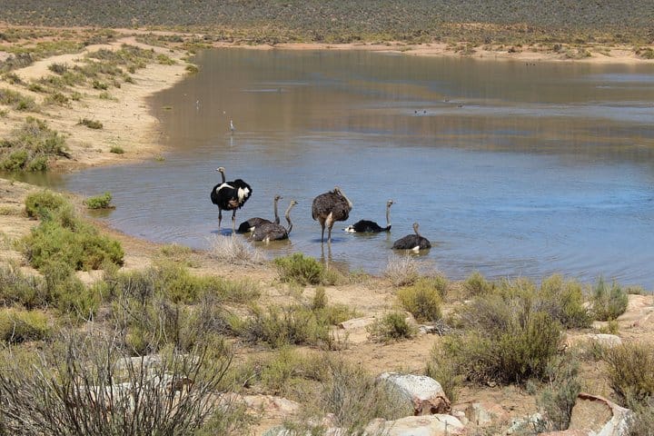 Ostriches cooling off