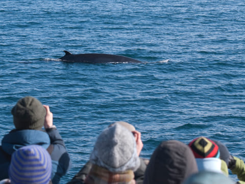 Classic Whales & Viking Horses, photo 5