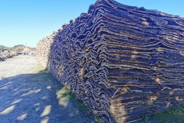 Évora: Cork and Castle: Private walking tour with driver