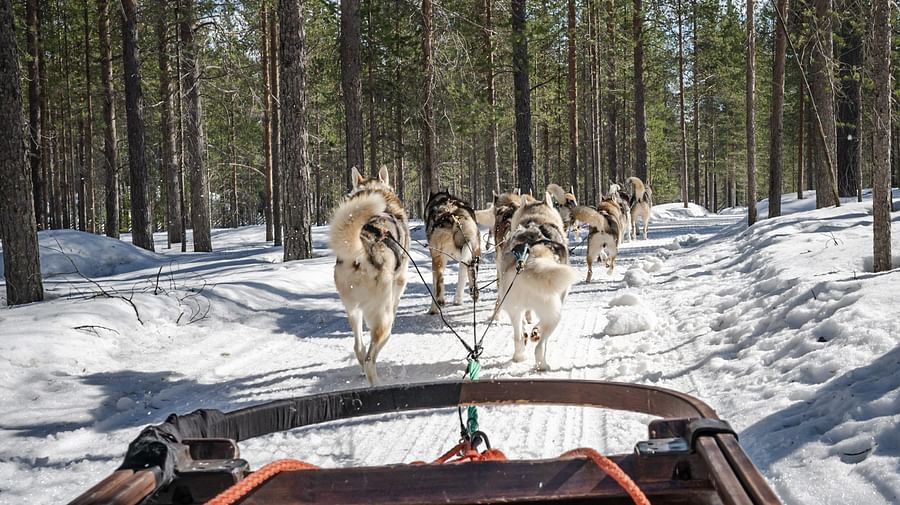 Husky Rde Husky Park Visit With Jenga (500 M) Husky Ride - Visit Rovaniemi