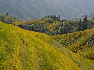 Longji Rice Terraces Hiking Tour Full Day Adventure