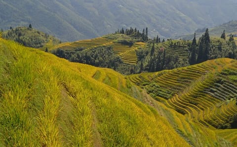 Full-Day Hiking Tour of Longji Rice Terraces in China
