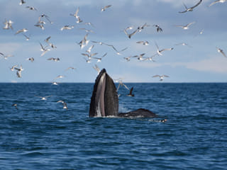 Classic Whales & Viking Horses, photo 10