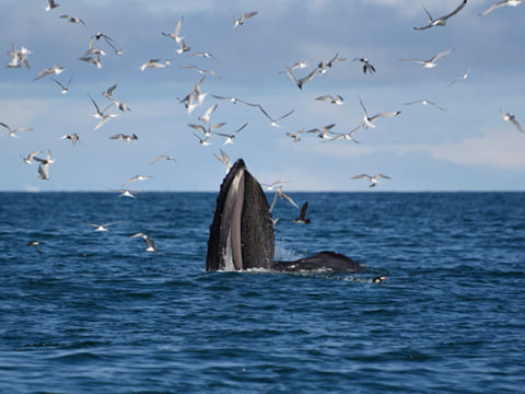 Classic Whales & Viking Horses, photo 10