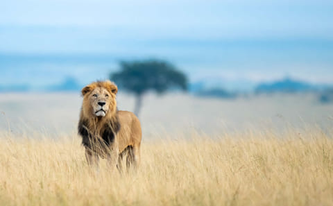 3 Days group to Maasai Mara in a Safari Van no park fees