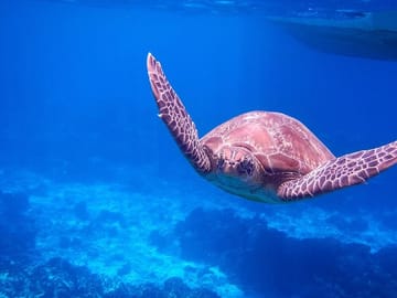 Spot sea turtles