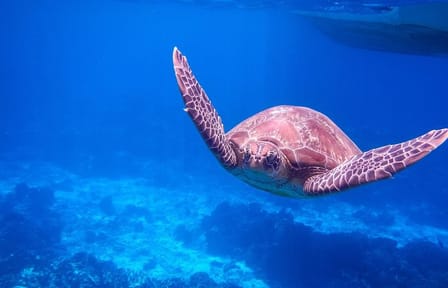 Similan Island Snorkeling Adventure -Full-Day Tour with Transfers