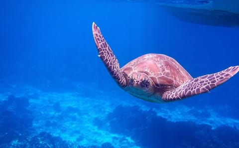 Similan Island Snorkeling Adventure -Full-Day Tour with Transfers