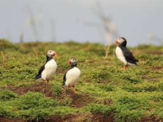 Premium Puffin Tour, photo 14