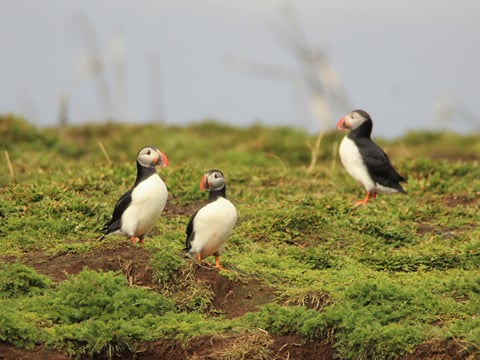Premium Puffin Tour, photo 14