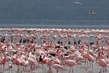 Day Tour to Lake Nakuru and Lake Naivasha Boat Ride