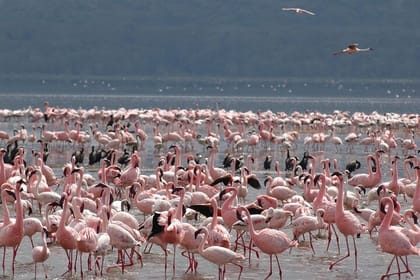 Day Tour to Lake Nakuru and Lake Naivasha Boat Ride