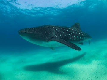 Full Day Whale Shark Snorkeling Adventure on Mafia Island from Zanzibar