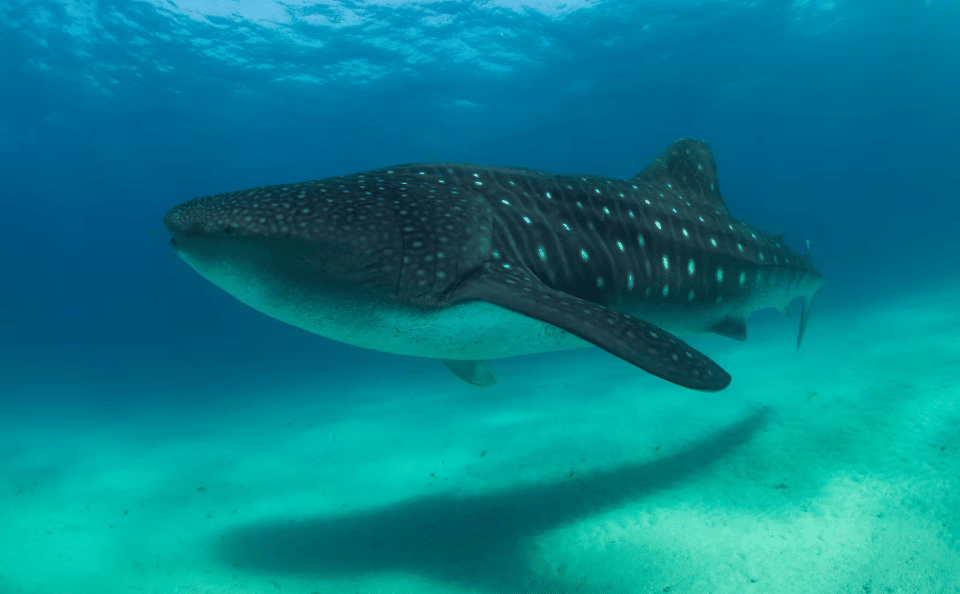 Whale Shark Snorkeling Adventure on Mafia Island from Zanzibar with Private Tran
