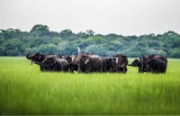 Wilpattu Safari Experience From Kandy 5