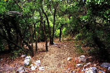 1-Night Ajloun Forest Reserve from Amman