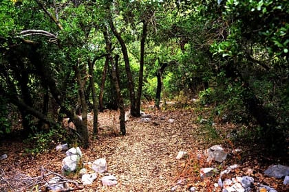 1-Night Ajloun Forest Reserve from Amman