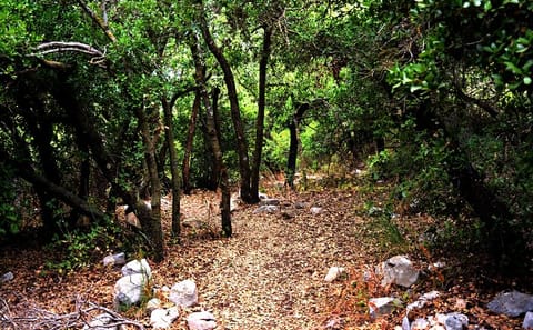 Overnight Nature Tour in Ajloun Forest Reserve from Amman