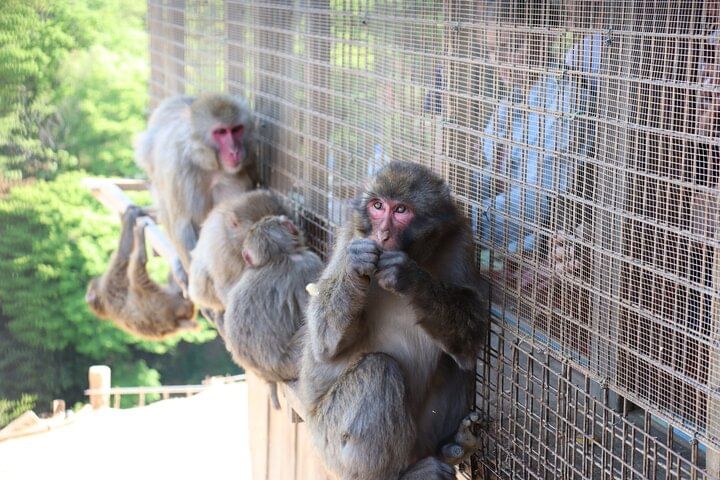 Kyoto Early Bird English Tour: Fushimi Inari, Arashiyama & Monkey