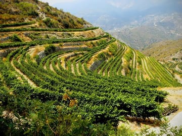 Tour the Troodos mountains through wine!