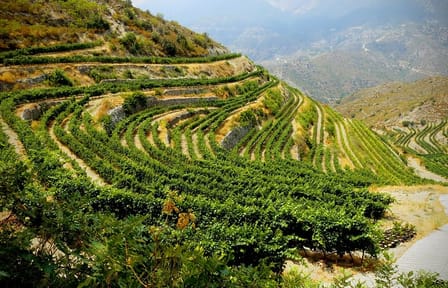 Troodos Grape Escape: Wineries and Village Tour from Ayia Napa