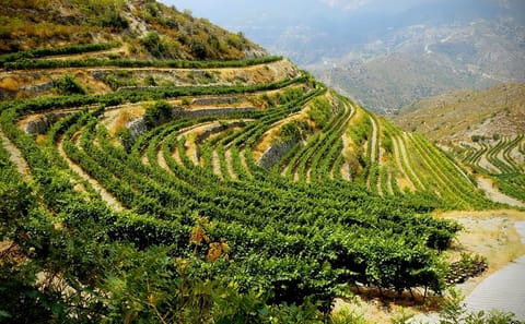Troodos Grape Escape: Wineries and Village Tour from Ayia Napa