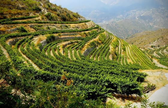 From Ayia Napa & Protaras: Troodos Grape Escape – Mountain Villages & Wineries Tour (6-7hrs)