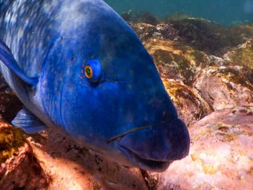Blue groper