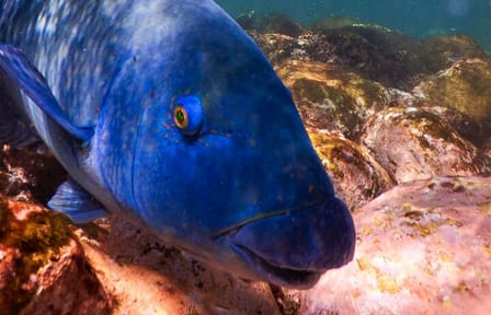 Private Snorkeling Tour In Sydney’s Marine Reserve